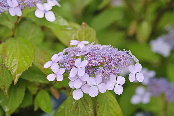482007 - Big-leaved hydrangea (Hydrangea macrophylla)