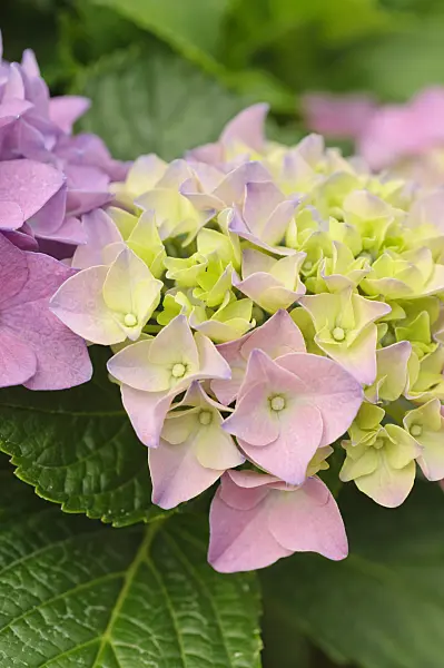 487096 - Big-leaved hydrangea (Hydrangea macrophylla)