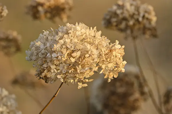 502462 - Big-leaved hydrangea (Hydrangea macrophylla)
