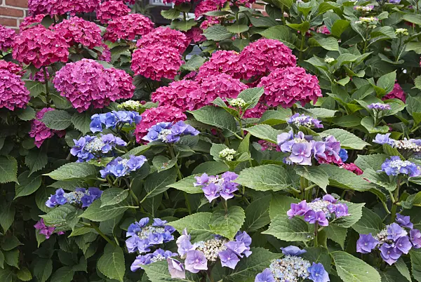 511330 - Big-leaved hydrangea (Hydrangea macrophylla)