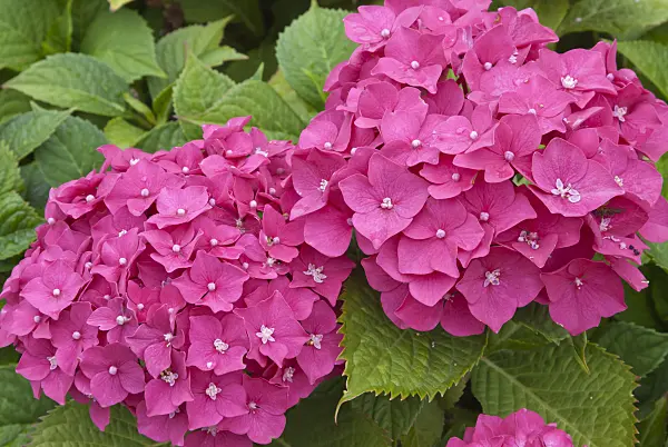 511331 - Big-leaved hydrangea (Hydrangea macrophylla)