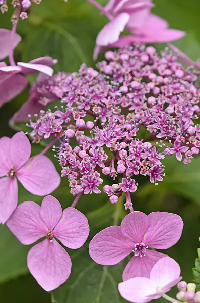 523005 - Big-leaved hydrangea (Hydrangea macrophylla)