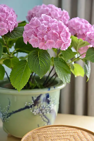 525469 - Big-leaved hydrangea (Hydrangea macrophylla)