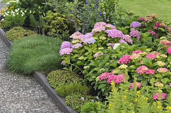 534183 - Big-leaved hydrangea (Hydrangea macrophylla)