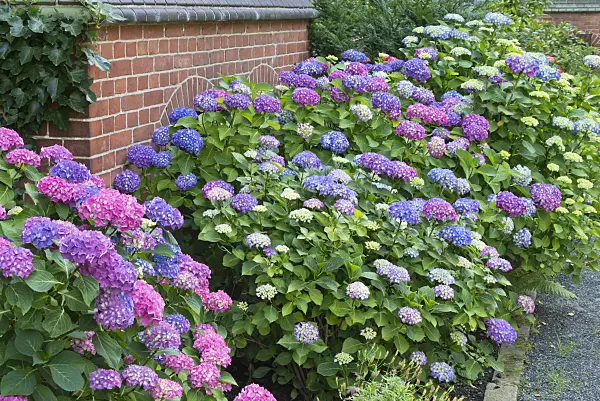 546005 - Big-leaved hydrangea (Hydrangea macrophylla)