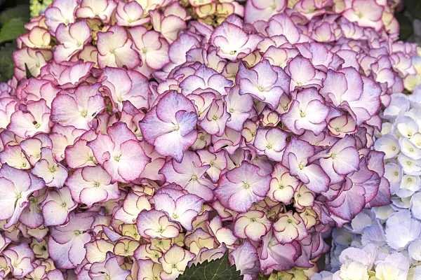 625233 - Big-leaved hydrangea (Hydrangea macrophylla 'Adula')