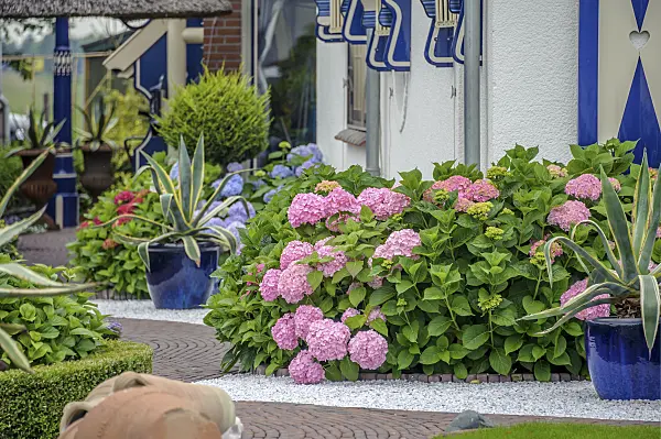 575122 - Big-leaved hydrangea (Hydrangea macrophylla) and agave (Agave americana ‘Marginata')