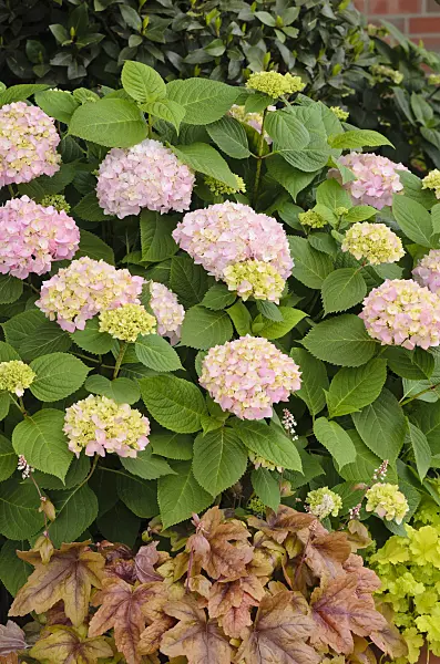 520402 - Big-leaved hydrangea (Hydrangea macrophylla) and alumroot (Heuchera)