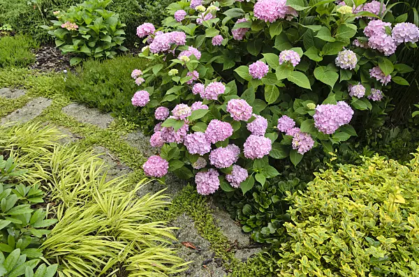 546050 - Big-leaved hydrangea (Hydrangea macrophylla) and Japanese forest grass (Hakonechloa macra 'Aureola') at a garden path