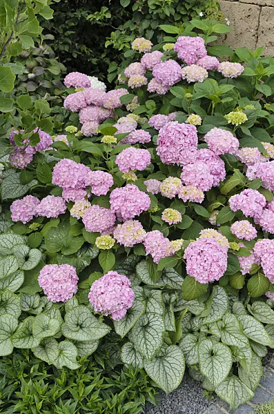 497079 - Big-leaved hydrangea (Hydrangea macrophylla) and Siberian bugloss (Brunnera macrophylla 'Jack Frost' syn. Myosotis macrophylla 'Jack Frost')