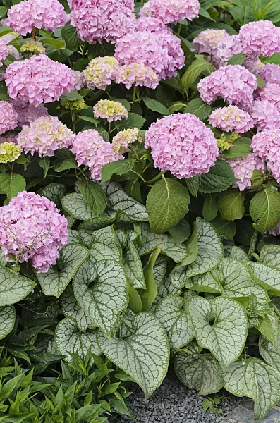 497080 - Big-leaved hydrangea (Hydrangea macrophylla) and Siberian bugloss (Brunnera macrophylla 'Jack Frost' syn. Myosotis macrophylla 'Jack Frost')