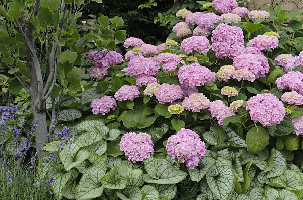 497081 - Big-leaved hydrangea (Hydrangea macrophylla) and Siberian bugloss (Brunnera macrophylla 'Jack Frost' syn. Myosotis macrophylla 'Jack Frost')
