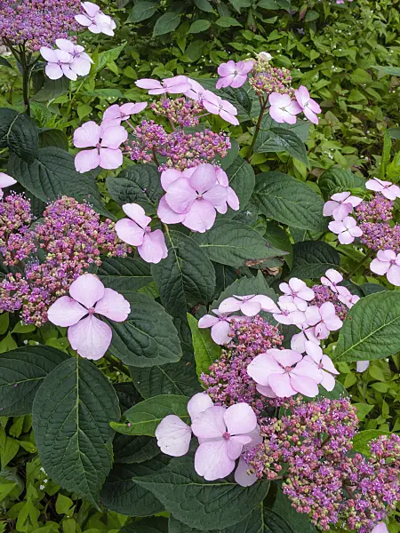402124 - Big-leaved hydrangea (Hydrangea macrophylla 'Ayesha')