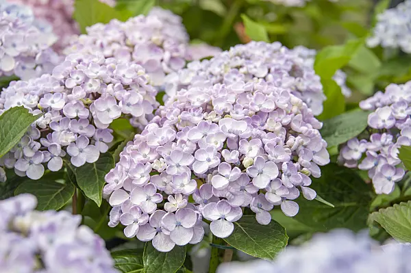 616239 - Big-leaved hydrangea (Hydrangea macrophylla 'Ayesha')