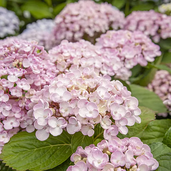 616241 - Big-leaved hydrangea (Hydrangea macrophylla 'Ayesha')