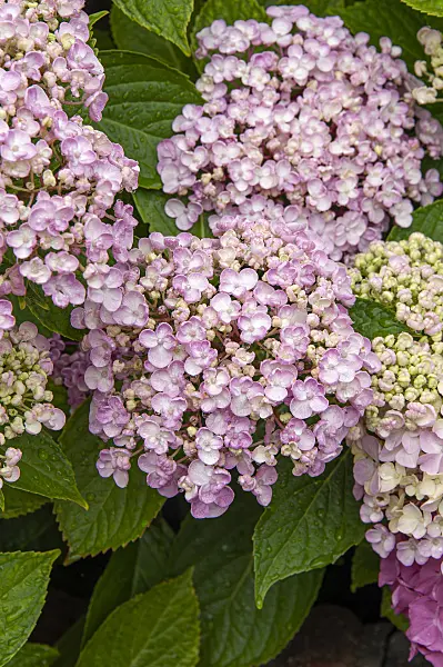 616242 - Big-leaved hydrangea (Hydrangea macrophylla 'Ayesha')