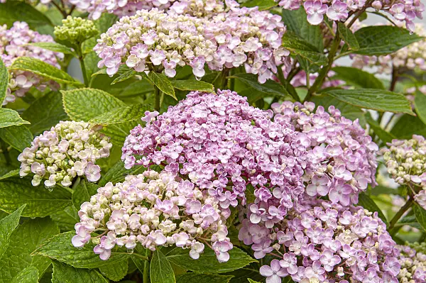 616243 - Big-leaved hydrangea (Hydrangea macrophylla 'Ayesha')