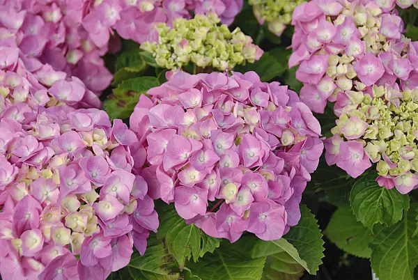 471399 - Big-leaved hydrangea (Hydrangea macrophylla 'Berliner Spree')
