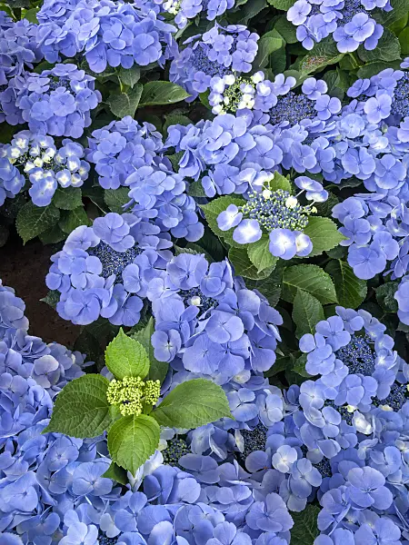 426021 - Big-leaved hydrangea (Hydrangea macrophylla 'Bläuling')