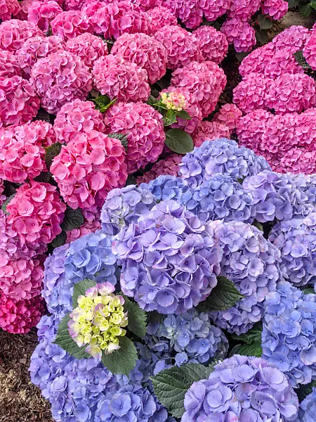 426022 - Big-leaved hydrangea (Hydrangea macrophylla 'Bläuling' and Hydrangea macrophylla 'Amsterdam')