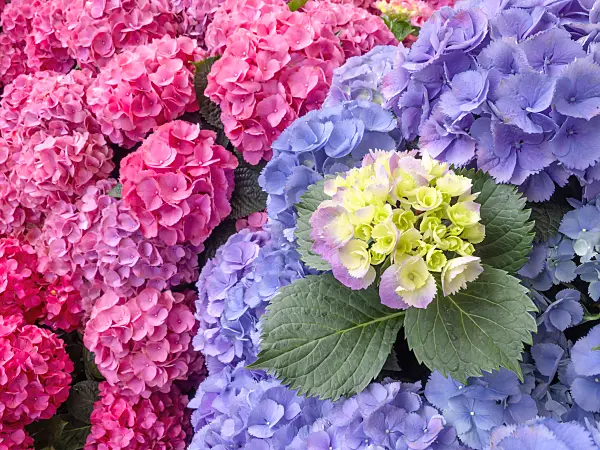 426023 - Big-leaved hydrangea (Hydrangea macrophylla 'Bläuling' and Hydrangea macrophylla 'Amsterdam')