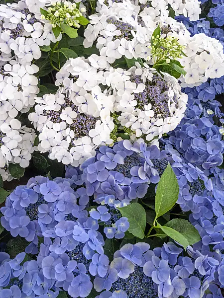 426019 - Big-leaved hydrangea (Hydrangea macrophylla 'Bläuling' and Hydrangea macrophylla 'Libelle')