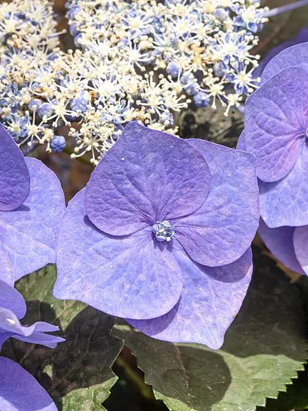 426039 - Big-leaved hydrangea (Hydrangea macrophylla 'Blaumeise')