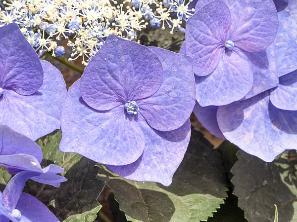 426040 - Big-leaved hydrangea (Hydrangea macrophylla 'Blaumeise')
