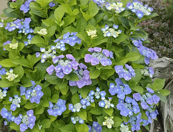 490077 - Big-leaved hydrangea (Hydrangea macrophylla 'Blaumeise')