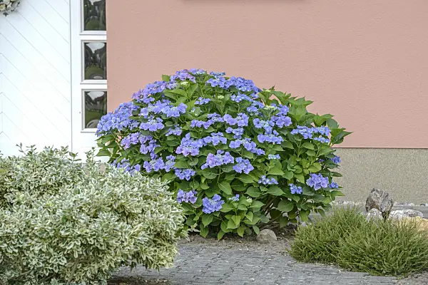 558120 - Big-leaved hydrangea (Hydrangea macrophylla 'Blaumeise')