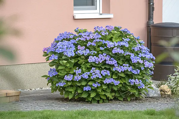 558121 - Big-leaved hydrangea (Hydrangea macrophylla 'Blaumeise')