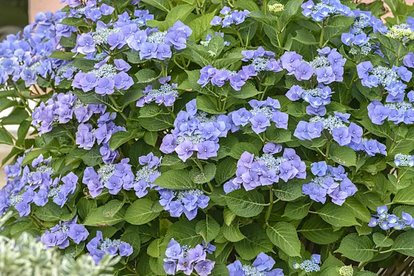 558122 - Big-leaved hydrangea (Hydrangea macrophylla 'Blaumeise')