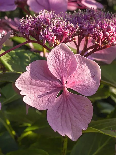 416025 - Big-leaved hydrangea (Hydrangea macrophylla 'Blue Wave')