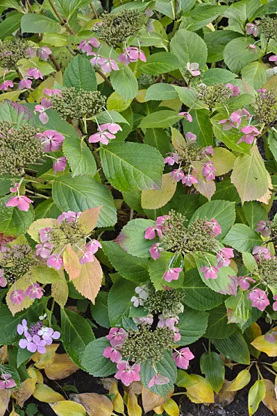 477108 - Big-leaved hydrangea (Hydrangea macrophylla 'Blue Wave')
