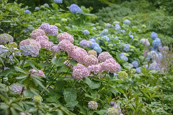 575119 - Big-leaved hydrangea (Hydrangea macrophylla 'Bouquet Rose')