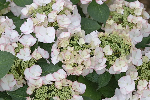 575120 - Big-leaved hydrangea (Hydrangea macrophylla 'Charm')