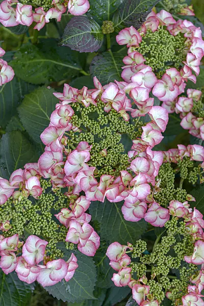 575121 - Big-leaved hydrangea (Hydrangea macrophylla 'Charm')