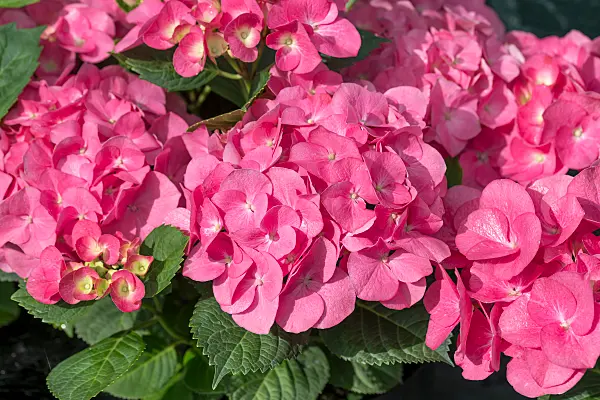 664195 - Big-leaved hydrangea (Hydrangea macrophylla 'Duro')
