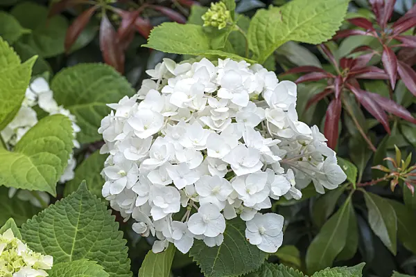 638127 - Big-leaved hydrangea (Hydrangea macrophylla 'Endless Summer The Bride')