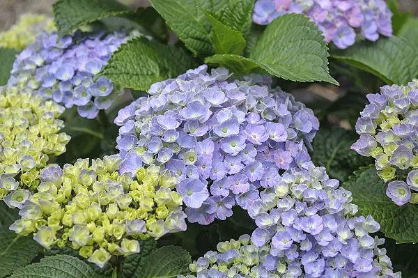 535279 - Big-leaved hydrangea (Hydrangea macrophylla 'Forever and Ever Blue')