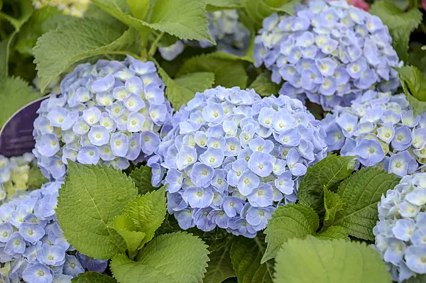 535280 - Big-leaved hydrangea (Hydrangea macrophylla 'Forever and Ever Blue')