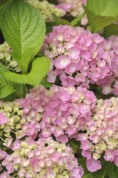 535281 - Big-leaved hydrangea (Hydrangea macrophylla 'Forever and Ever Pink')