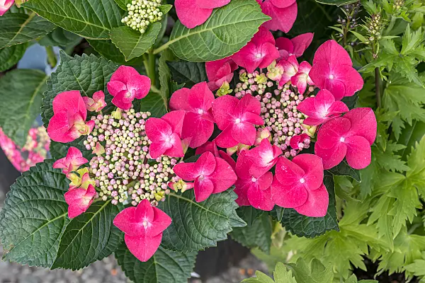 664199 - Big-leaved hydrangea (Hydrangea macrophylla 'Frisbee Hot Pink')