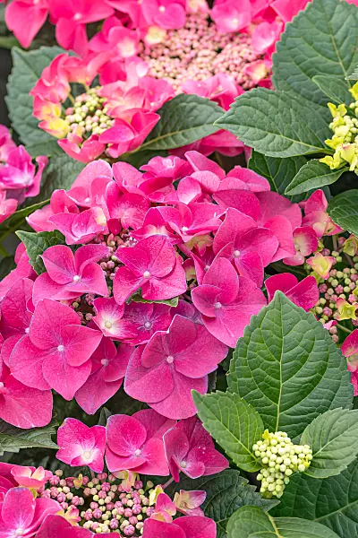 664200 - Big-leaved hydrangea (Hydrangea macrophylla 'Frisbee Hot Pink')