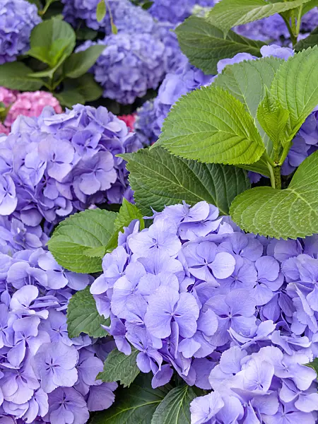 426024 - Big-leaved hydrangea (Hydrangea macrophylla 'Heinrichsberg')