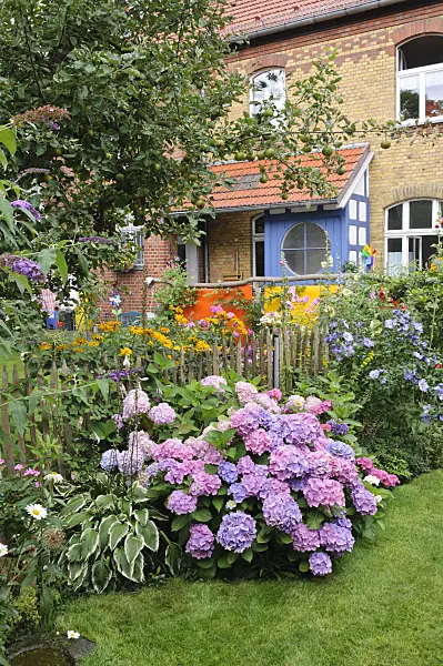 474365 - Big-leaved hydrangea (Hydrangea macrophylla) in a backyard garden
