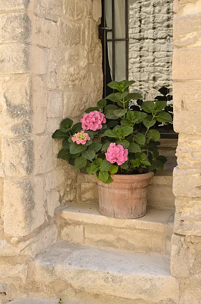 557160 - Big-leaved hydrangea (Hydrangea macrophylla) in a flower tub
