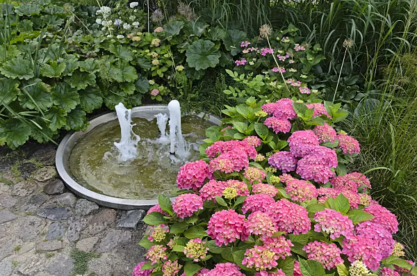 534190 - Big-leaved hydrangea (Hydrangea macrophylla) in a perennial garden with a fountain