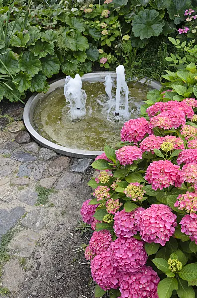534191 - Big-leaved hydrangea (Hydrangea macrophylla) in a perennial garden with a fountain