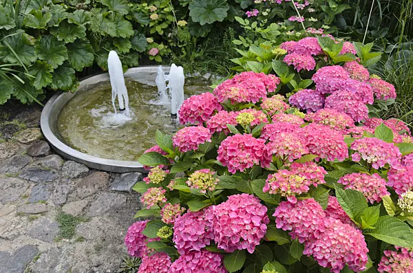 534192 - Big-leaved hydrangea (Hydrangea macrophylla) in a perennial garden with a fountain